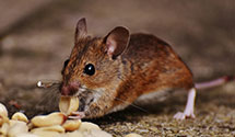 24 Hour & Emergency Exterminators in Fort Stanton, NM